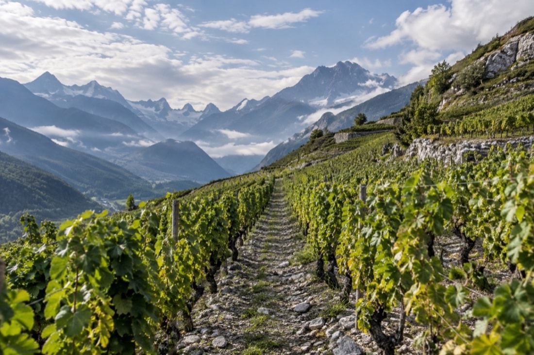 High vineyard rows climbing a stony Alpine slope toward mountain peaks