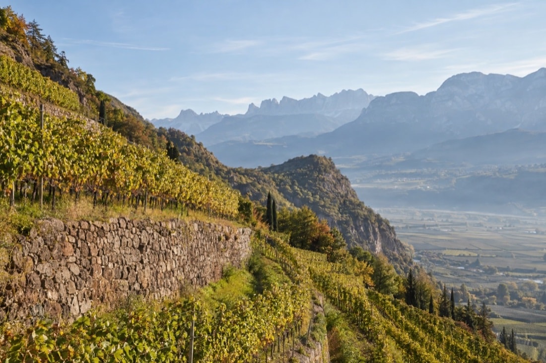 Vineyard terraces in the mountain landscape of South Tyrol